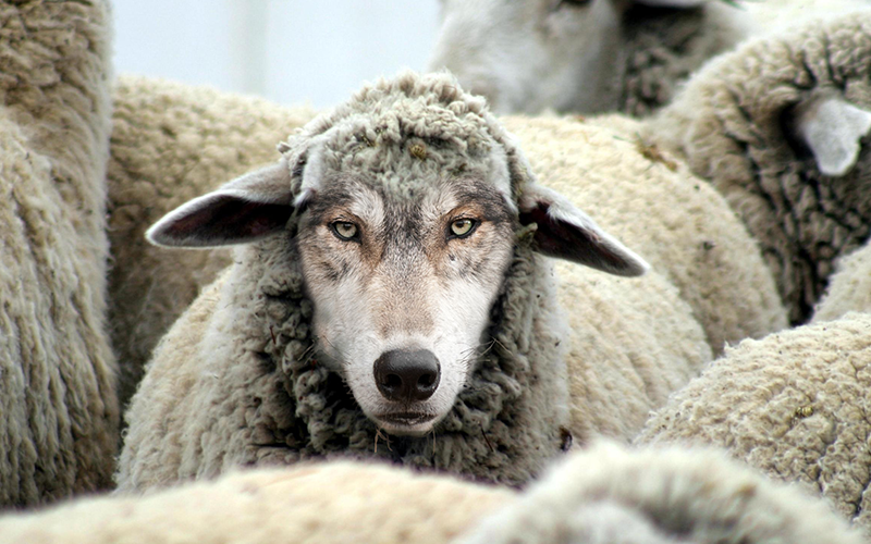 Sheep, Goats, and Wolves